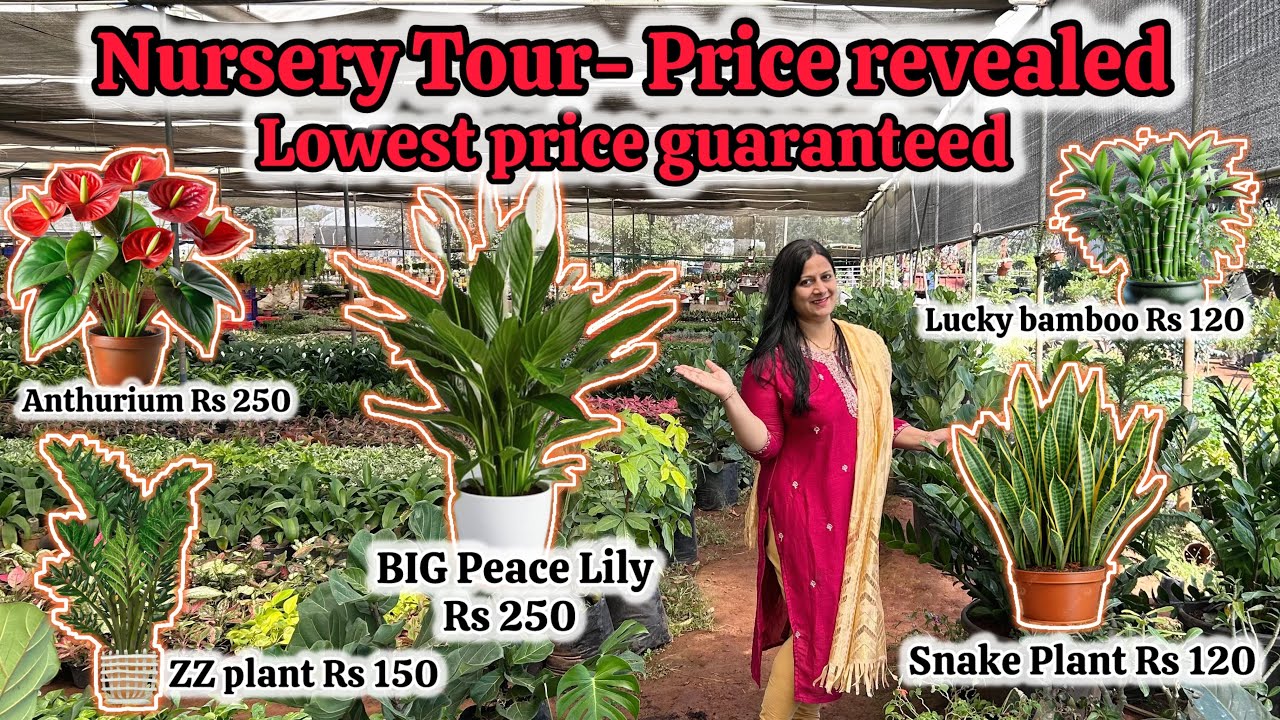 This Plant Nursery Will Blow Your Mind 😍🌿 | Lowest price Guarantee | Cheapest Plants in India |