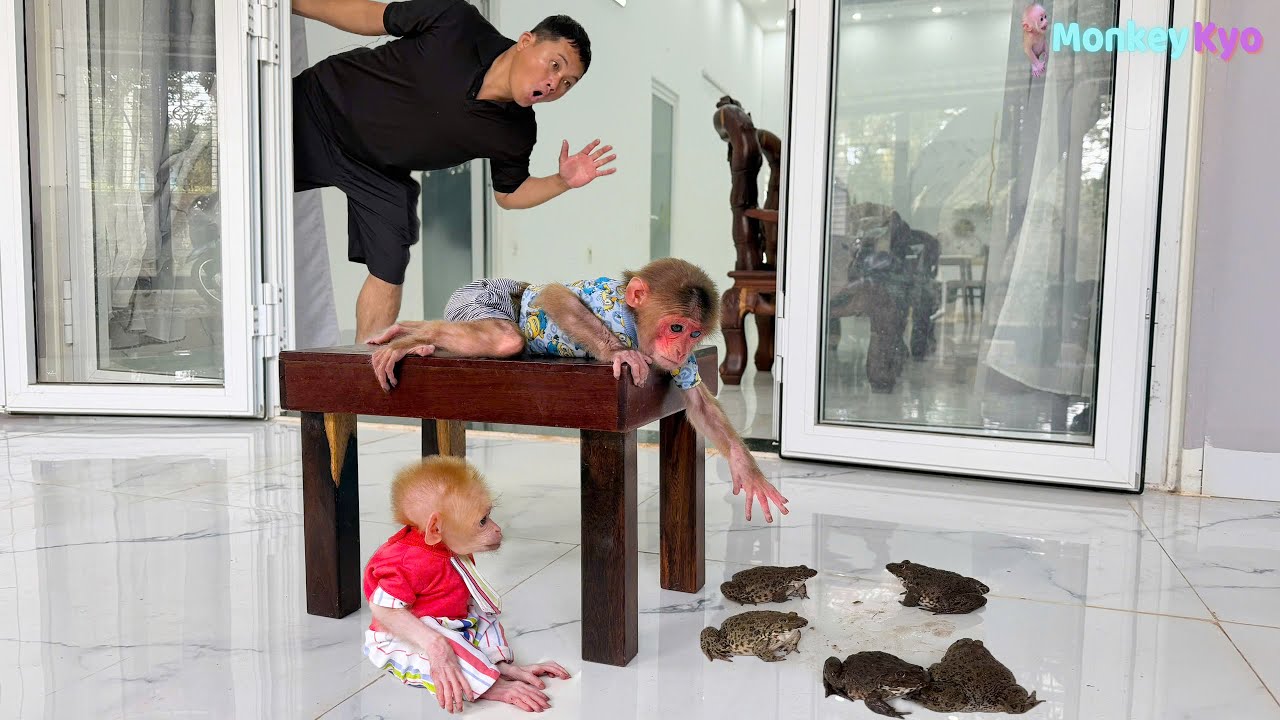 Kyo and BuNa’s hilarious reaction to giant frogs — You won’t stop laughing! 😂