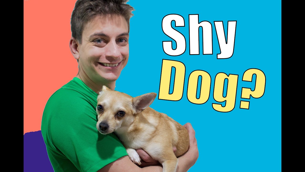 How To Teach a Shy, Fearful, or Nervous Dog! Chihuahua Training