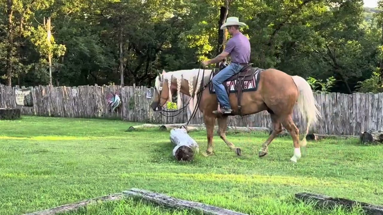 CCEYEDBUCK TO DENVER AQHA 2020 Palomino• GELDING Shaggy
