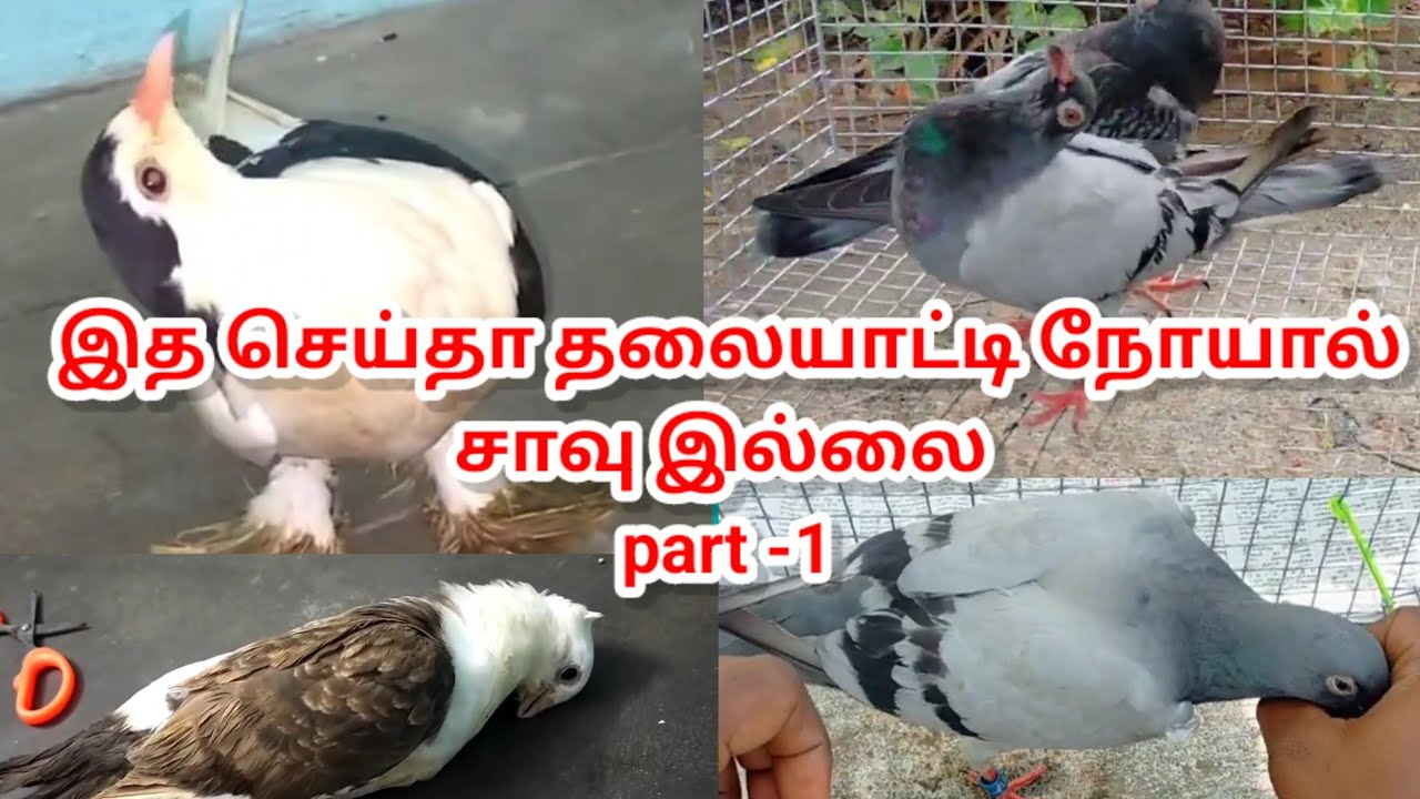 புறா தலையாட்டி நோய்க்கு மருந்து || நோய் குணமாகும் நேரடி காட்சி || pigeon neck twister disease medi