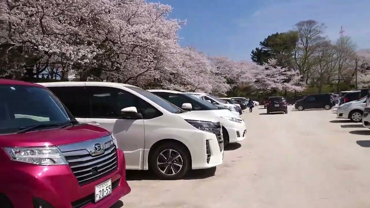 Bike Ride and Sakura Blossoms - Sakaiminato Japan