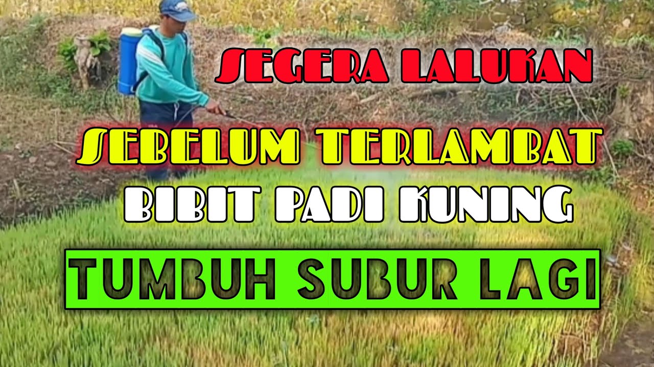 CARA MENGATASI BIBIT PADI DAUN MENGUNING - Daun padi kuning - obat daun padi kuning