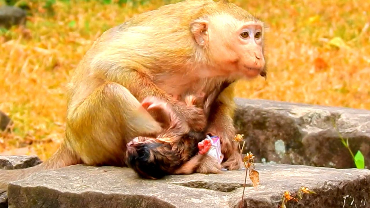 Top Sweet Primate baby, First-Time Mom Brindy Learns to Hold Her Newborn