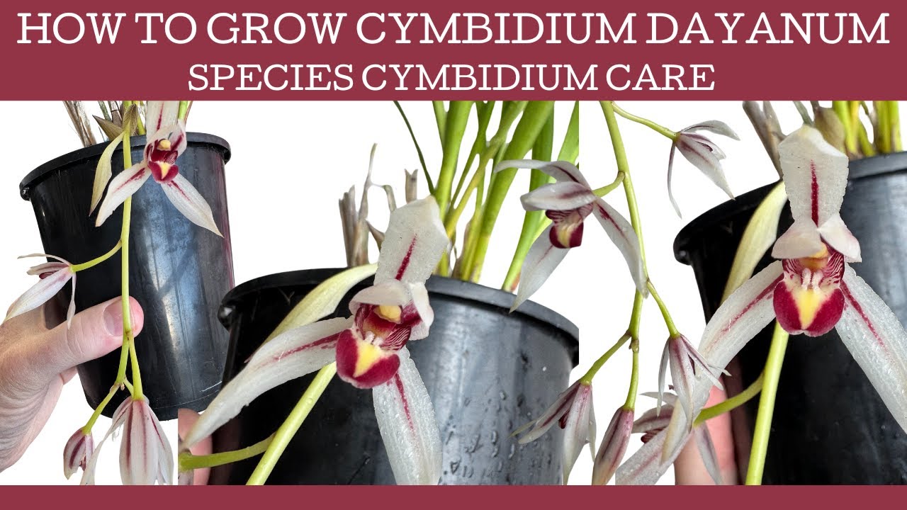 How to grow Cymbidium dayanum - species Cymbidium care!
