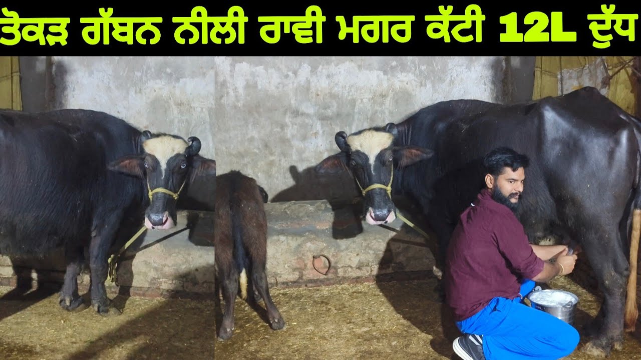 ਨੀਲੀ ਰਾਵੀ ਦੀ ਮੱਝ ਮਗਰ ਕੱਟੀ ਵਿਕਾਊ ਸ਼ੇਰੇ ਸਿੱਧੂ ਕੋਲ 9814560018