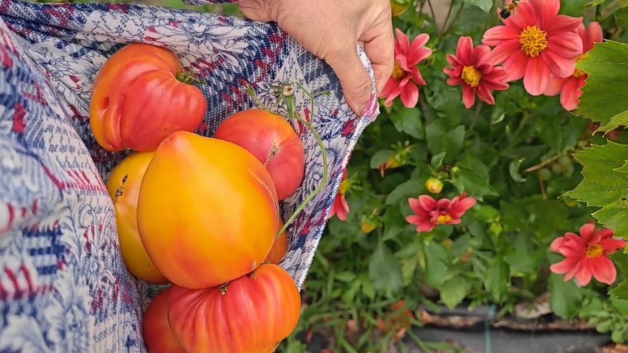 🍅 Pomidor 