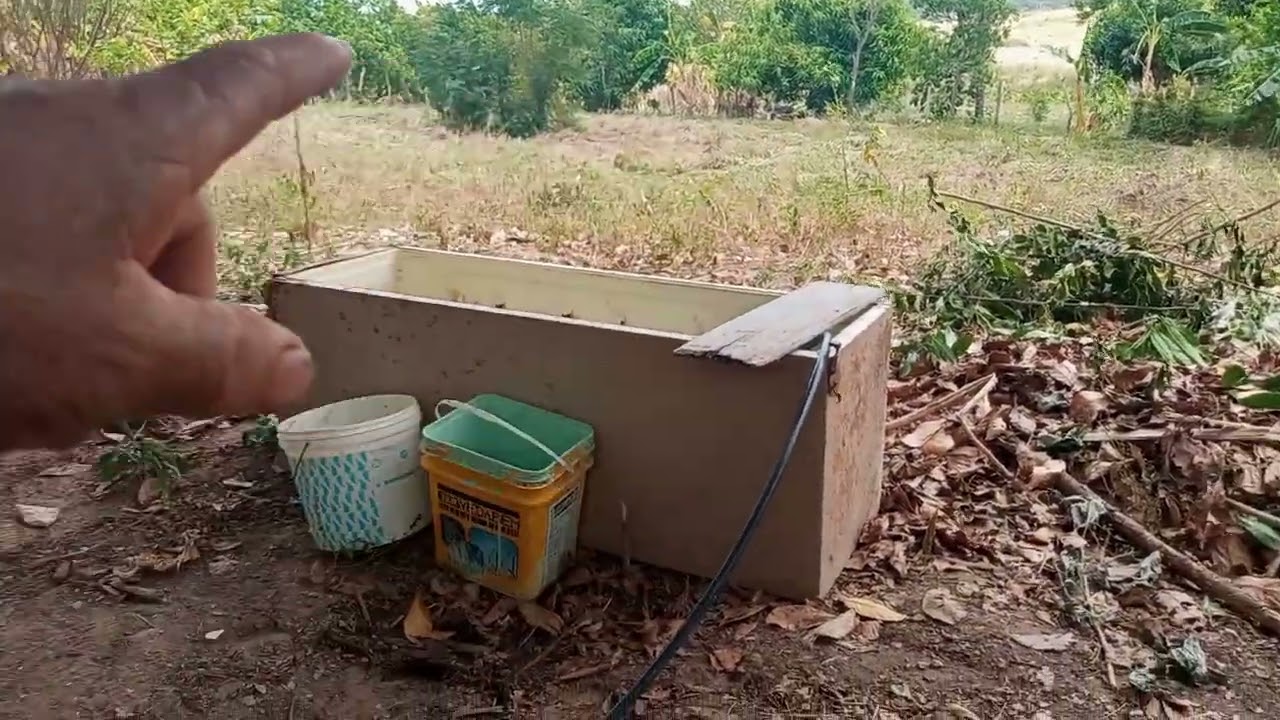 Lida pesada para renovar o plantio de bananeiras