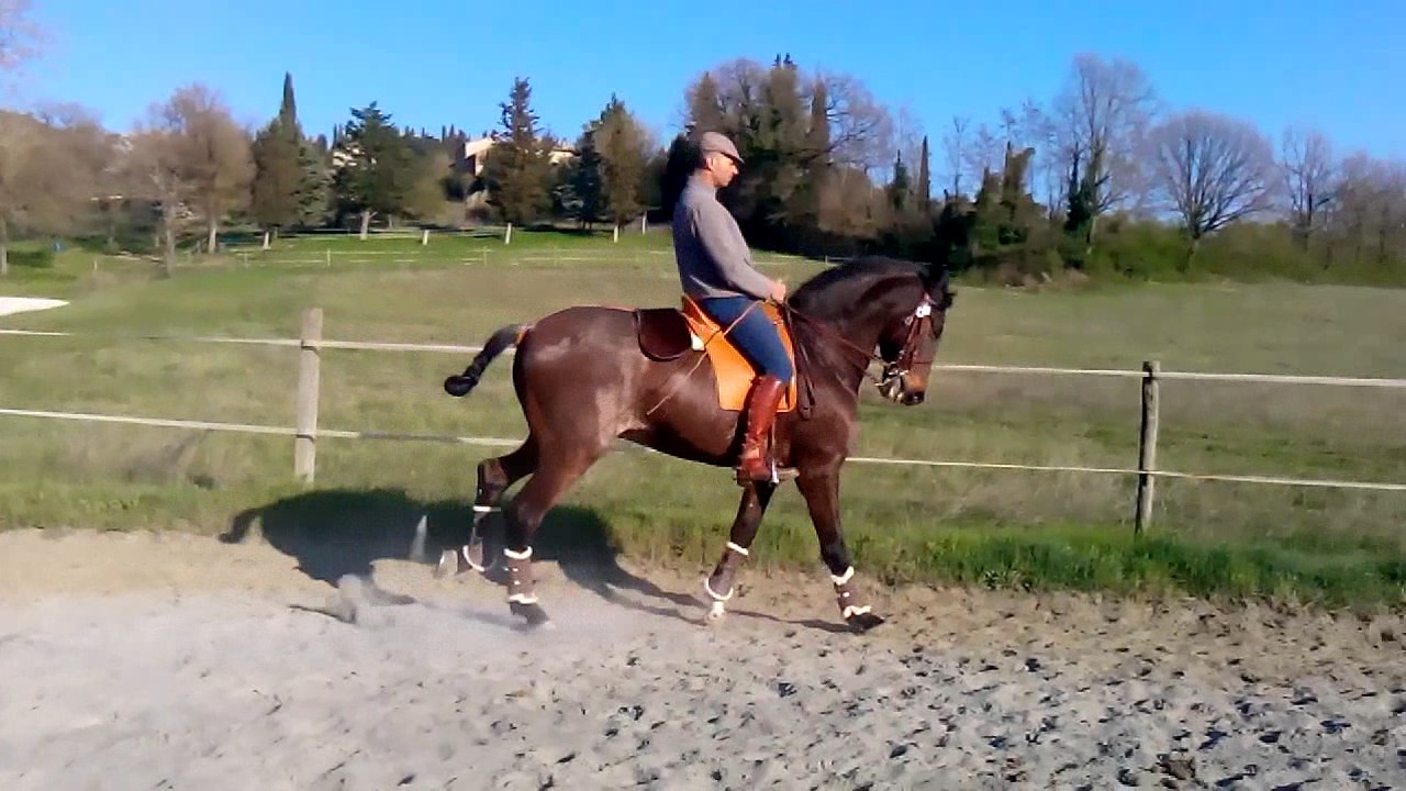 Cambi di galoppo...Canter work.