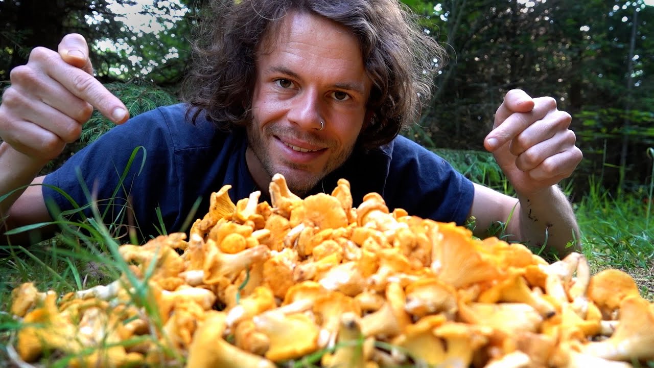 Pfifferlinge aus der Hölle - Pilze sammeln ohne Ende im Juli 2023