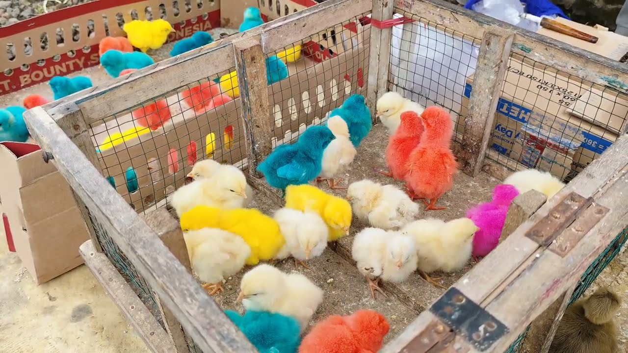 catch cute chickens, colorful chickens, rainbow chickens, cute ducks, cute animals