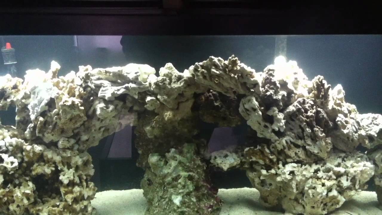 55 Gallon Pukani Aquascape