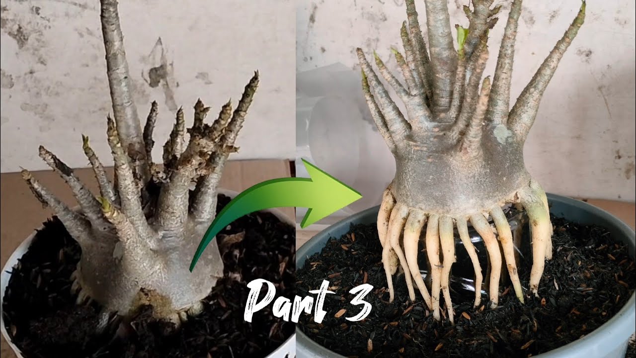 Prokar Adenium Arabicum RCN Part 3. Adenium root program part 3