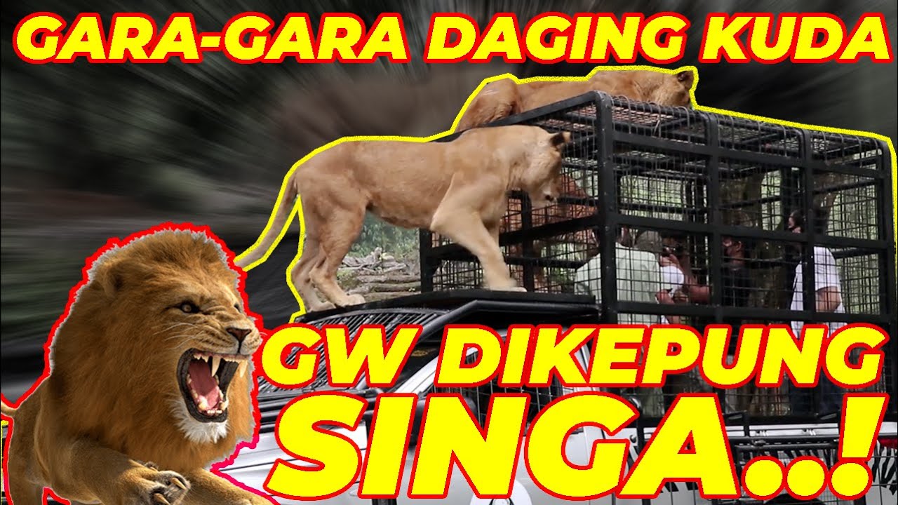 GARA-GARA DAGING KUDA GW DI KEPUNG SINGA..!