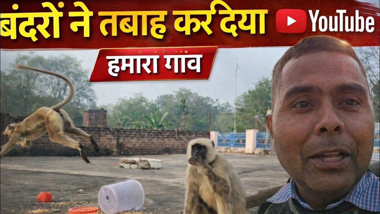 बंदरों ने तबाह कर दिया हमारा गाँव 🤔 