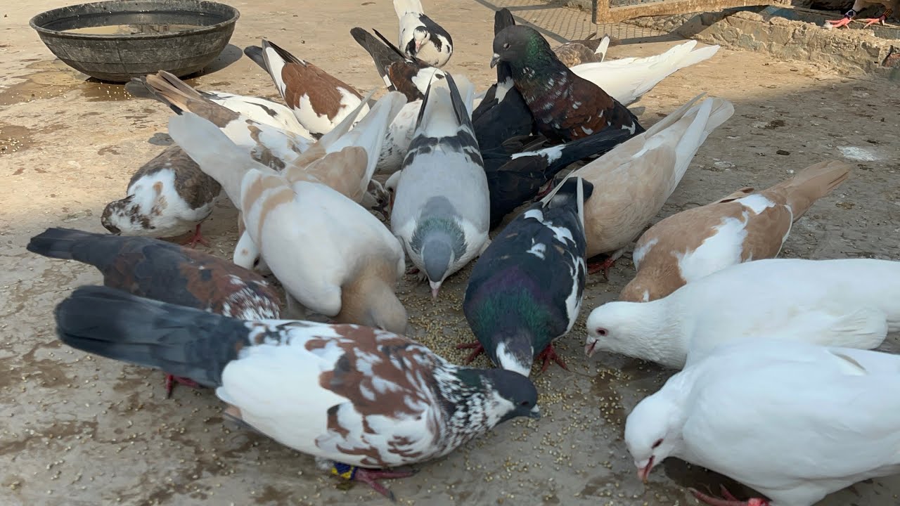 Beautiful Pigeons Eating Food And Drinking Water | Village Life | Amazing Animals Video 