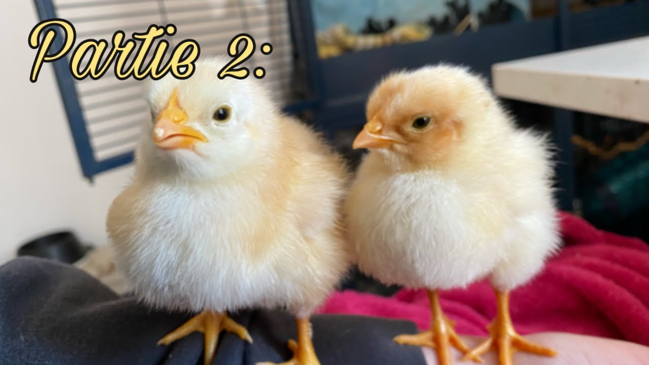 éclosion des poussins, Une semaine avec des poussins