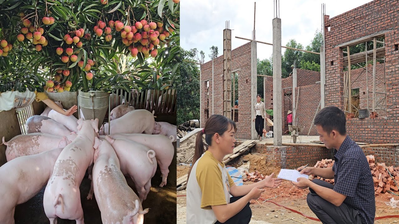 Quickly fatten up the pigs. To sell for money to buy materials to build the dream house. Ep 361