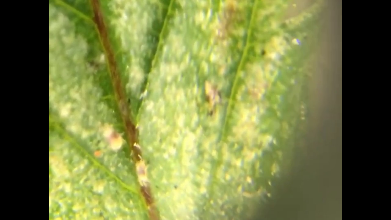 How To Control Broad Mites and Russet Mites