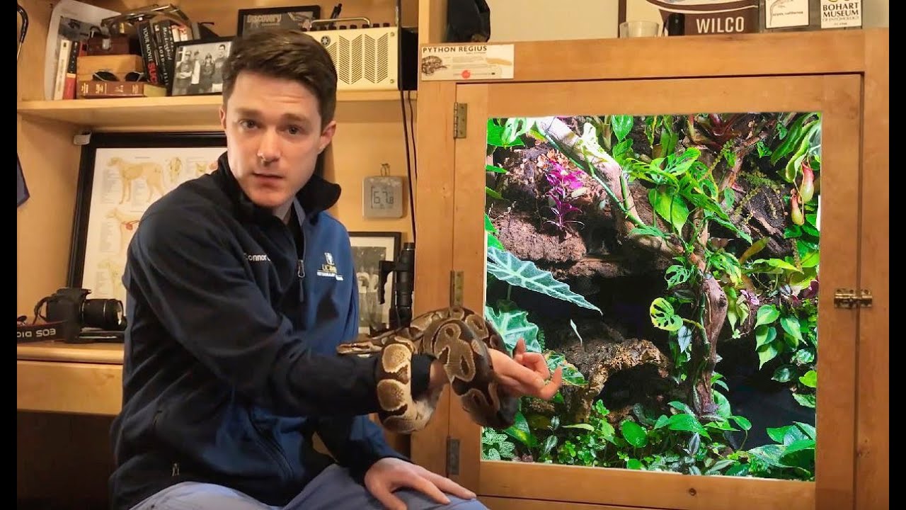 Enriched Bioactive Ball Python Vivarium Setup