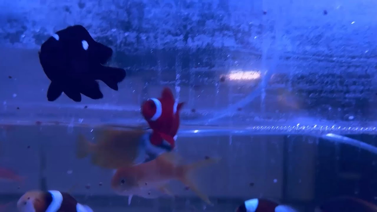 Clownfish