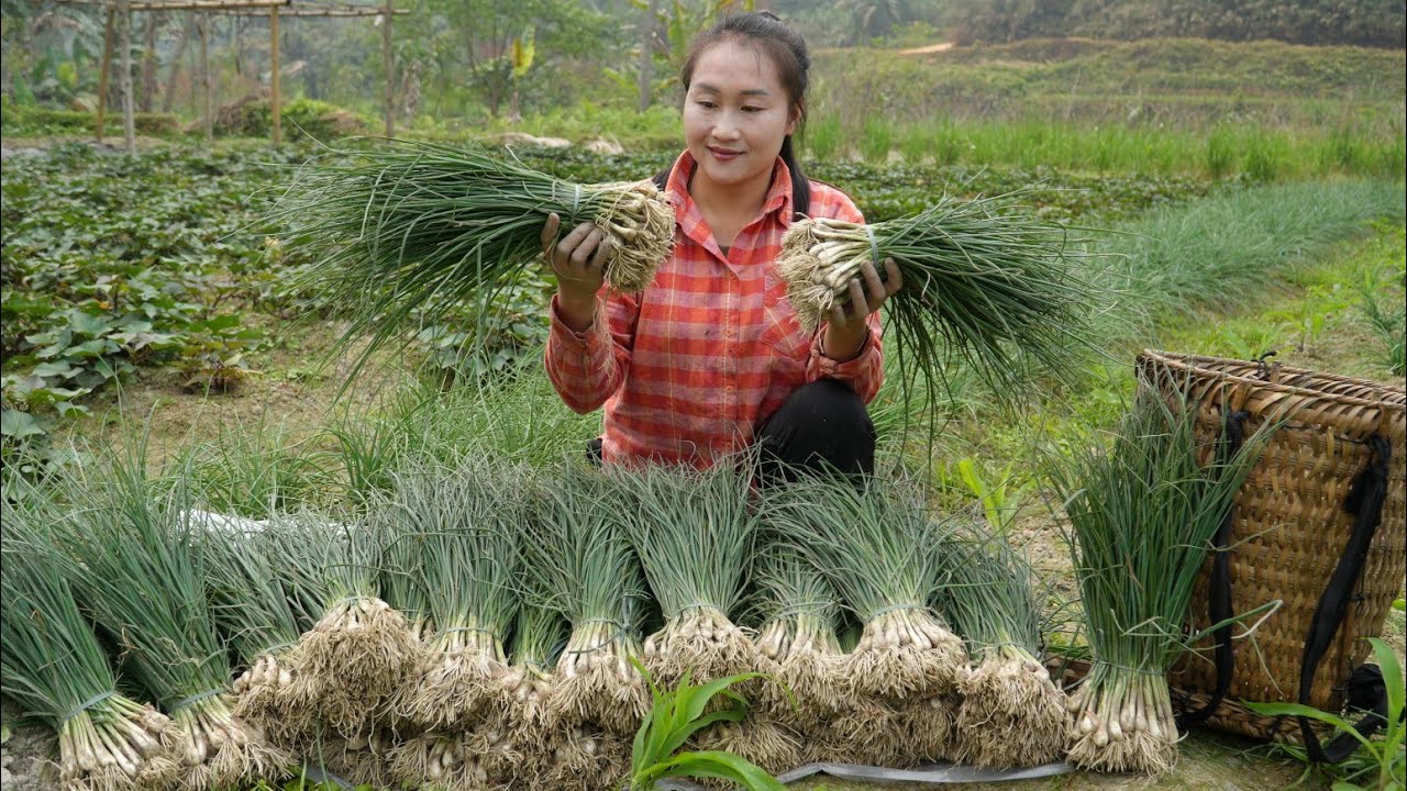 Harvesting spring onion brings it to the market to sell, cooking | Ly Thi Tam