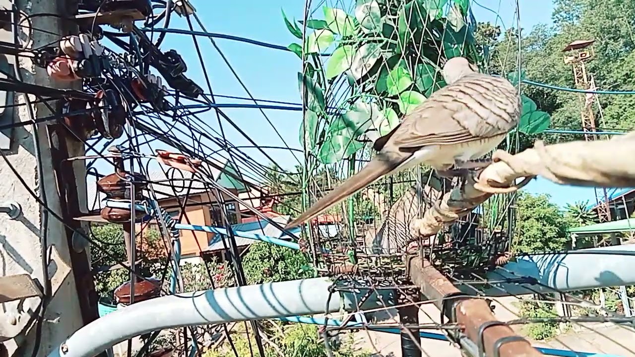 🐦เจ้าจัมเปอร์🐦