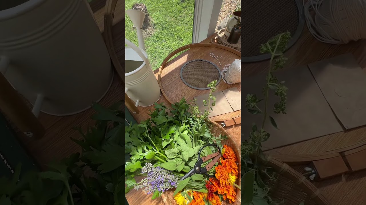 Выращиваю чайный сад для своей травяной аптеки 🌺 #чайныйсад #садтрапов #травянойчай #садоводство