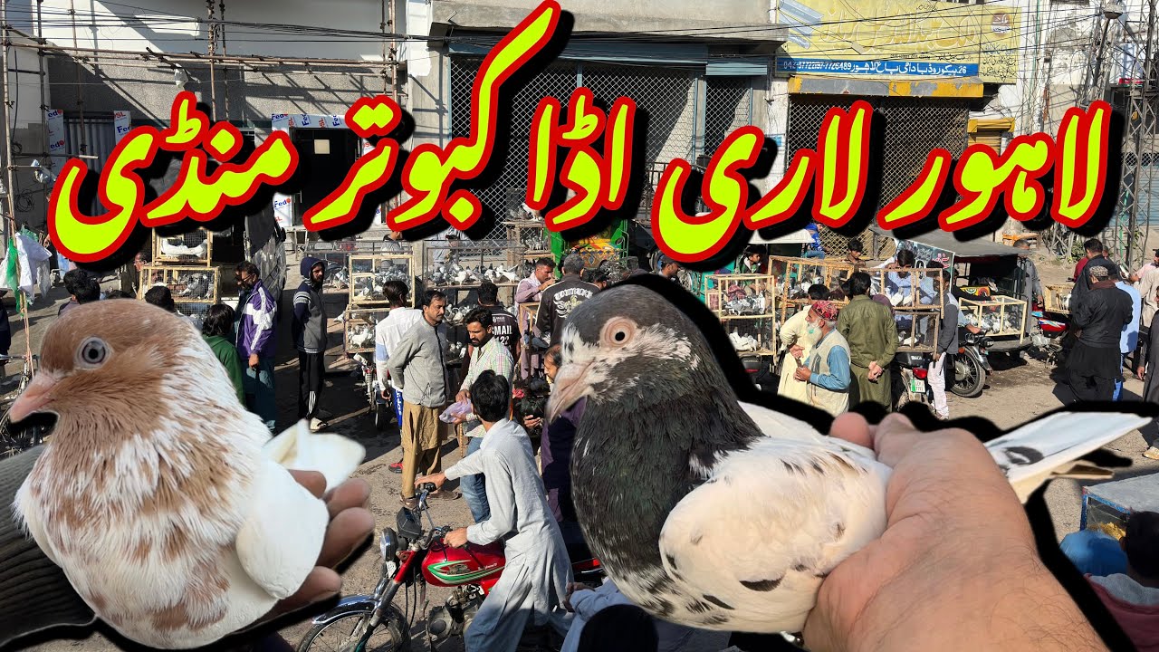 لاھور لاری اڈا کبوتر منڈی - Lahore Lari Adda Kabootar Mandi Latest Update