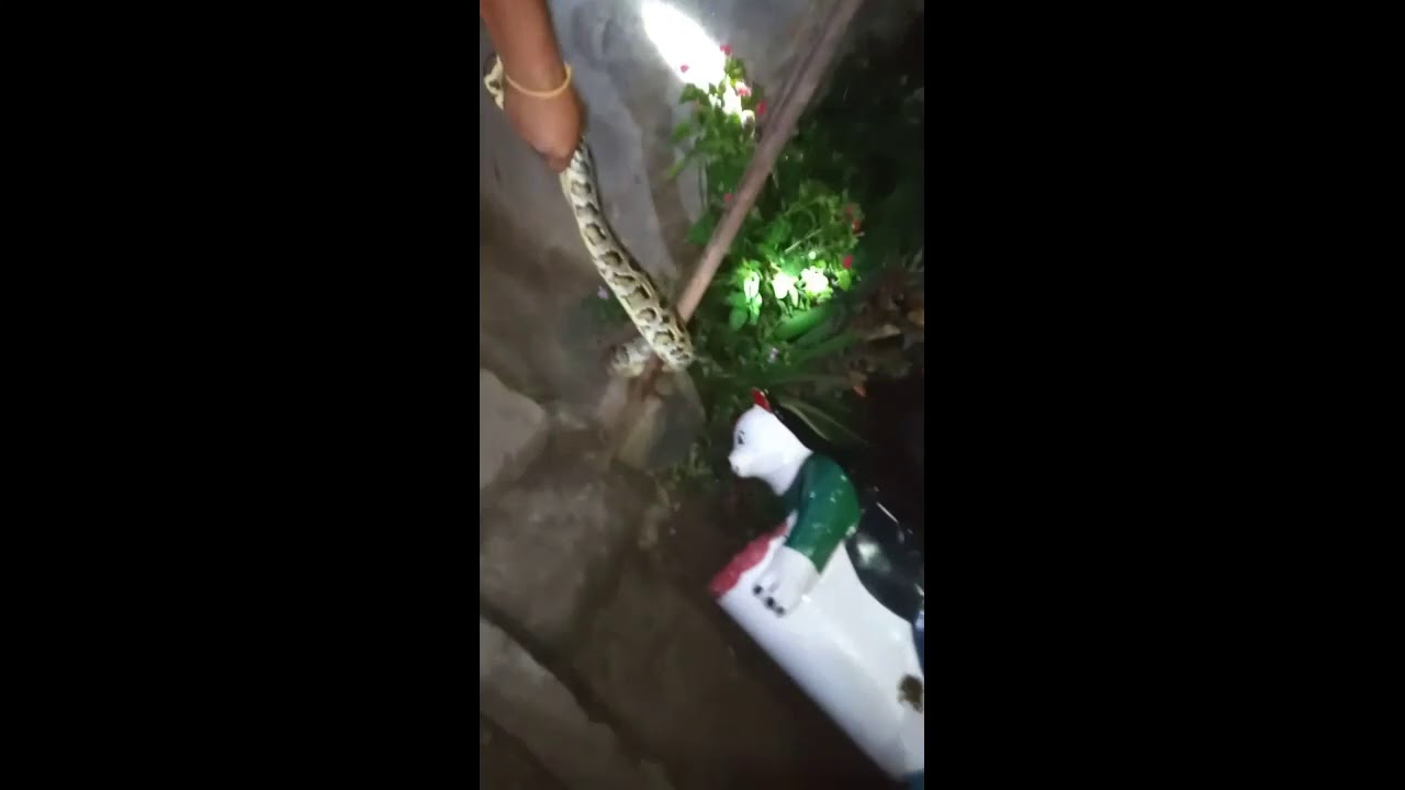 Python Rescued At Ra.Na.Pa-15, Chitwan || Python Found Near House || Python Rescued At Lockdown ||