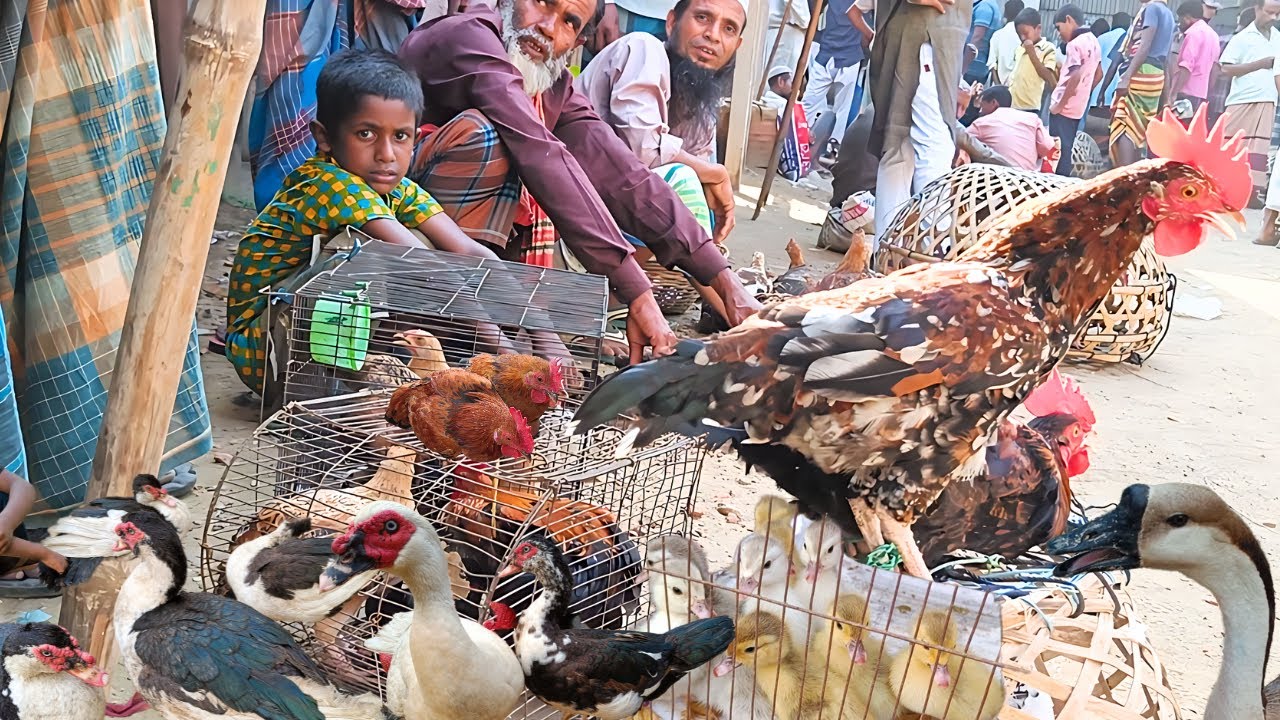 চীনা হাঁসের বাচ্চা চীনা হাঁস দেশি মুরগি উঠেছে প্রচুর! দাম খুবই কম। নন্নীর হাঁস মুরগির হাট ২০২৩