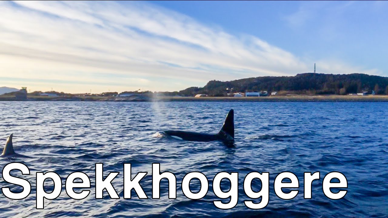 Spekkhoggere i Florø