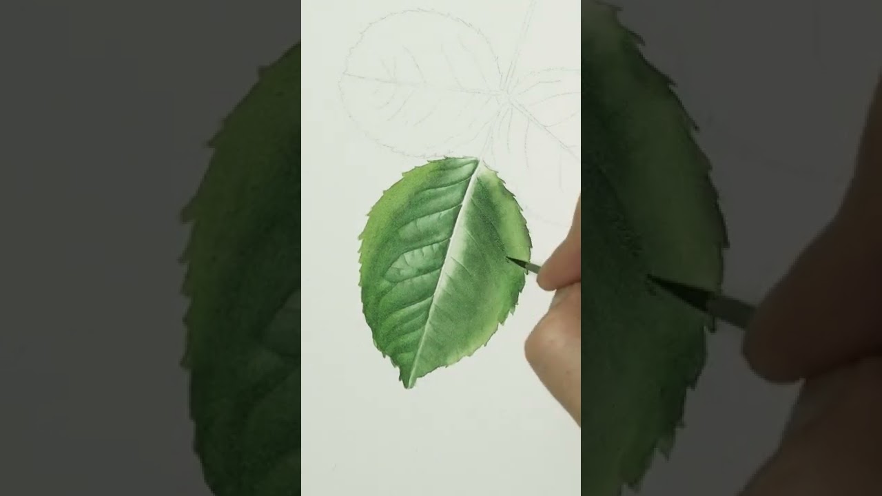 Rose leaf time lapse