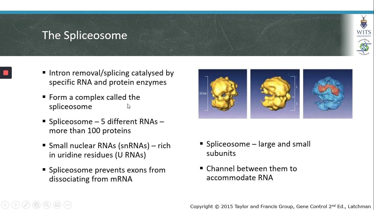 mRNA splicing