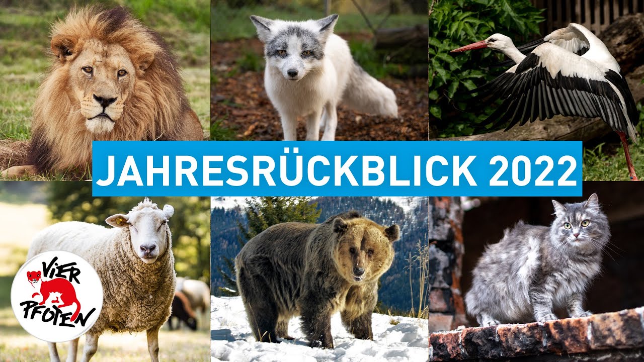 DER VIER PFOTEN Jahresrückblick 2022 | VIER PFOTEN