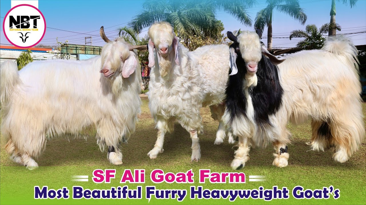 Most Beautiful Furry Heavyweight Goat’s At SF Ali Goat Farm