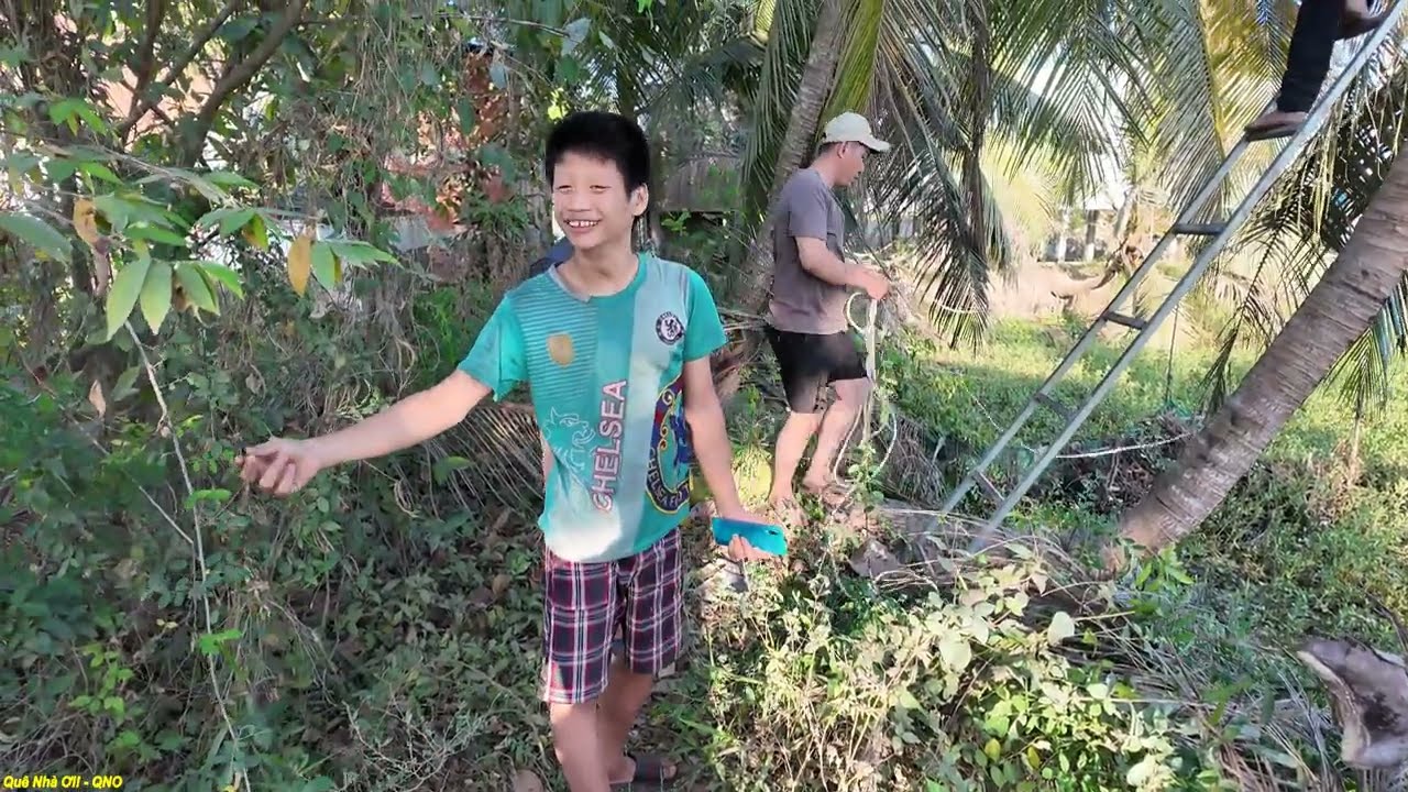 HÁI LỘC ĐẦU NĂM DỪA 100 TRÁI || Quê Nhà Ơi! - QNO #1422