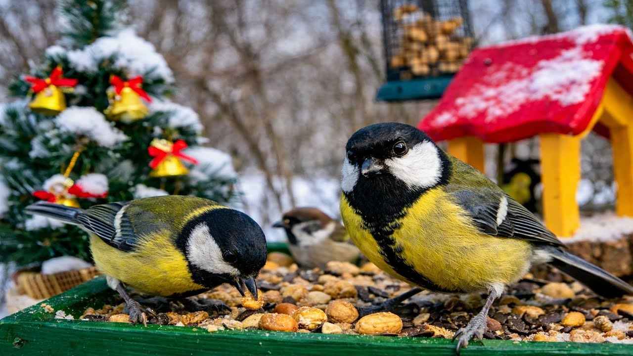 1 Hour of Garden Birds 4K – Bird Feeder Cam | Birds for Cats & Relaxing Nature