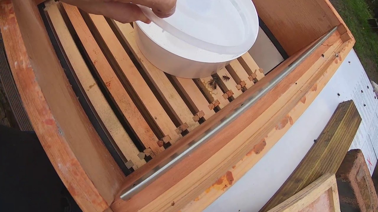 Feeding honey bees in winter. One get hypothermic and needs resuscitation