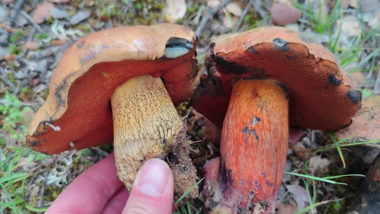Boleto cetrino (Suillellus luridus), características y diferencias con Neoboletus erythropus