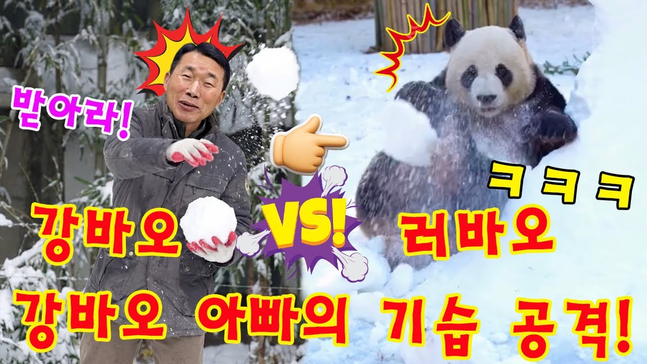 맙소사!!💥 러바오 vs. 강바오님 누가 이길까요?🤣ㅋㅋ 말로 표현이 안됨💨용인에서 펼쳐지는 실시간 생중계! 치열한 눈싸움 대결 ❄️👀