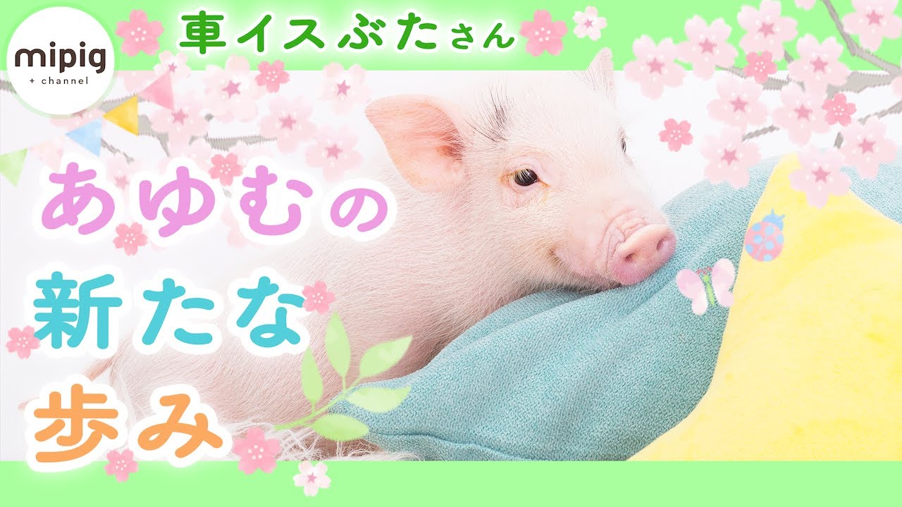 【車イスぶたさん】あゆむ卒業!?-mipigの日常-【新たな歩み】