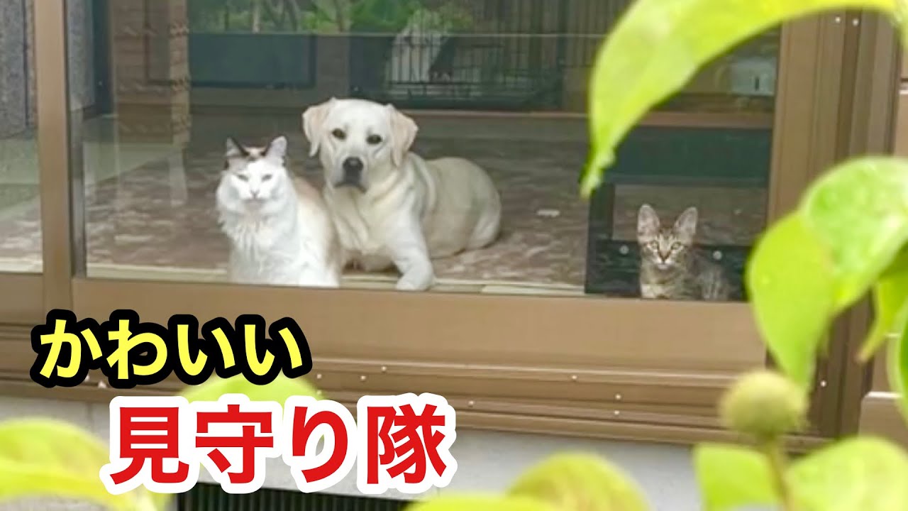 育ての親の飼い主が大好きすぎてずっと見守ってくれる犬と猫たち