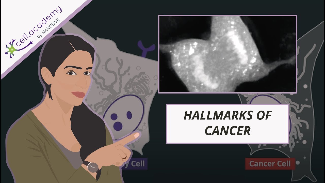 The hallmarks of cancer simply explained
