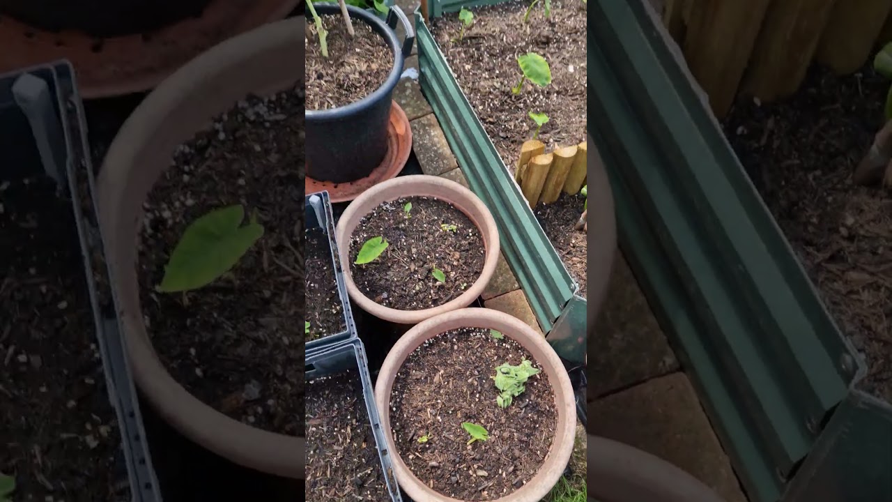 Bangla lau or gourds plants growing tips #garden #gardening #ukgardening #plants #short #plantscare