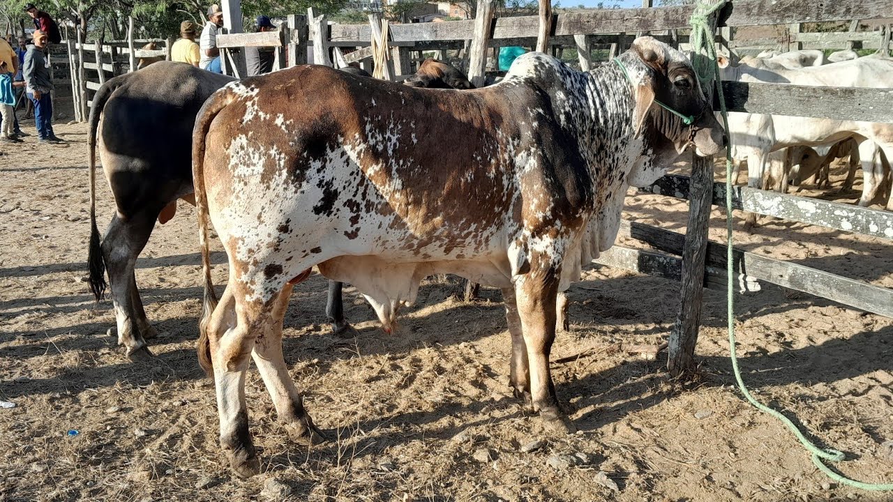 Feira do Gado em Surubim PE,realizada todas as sextas aparti das 430hrs da manhã. 23/01/2026