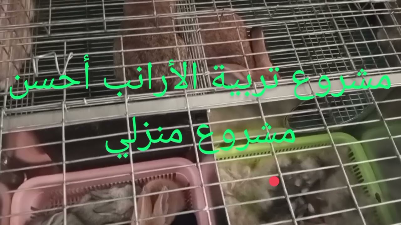 مشروع الأرانب مشروع ناجح أحسن المشاريع المنزلية هو مشروع تربية الأرانب في المنزل