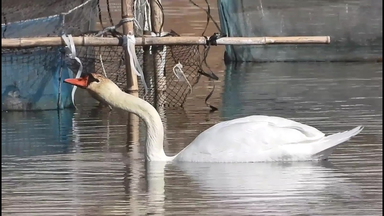 Grace of a Lone Swan on a Still Lake