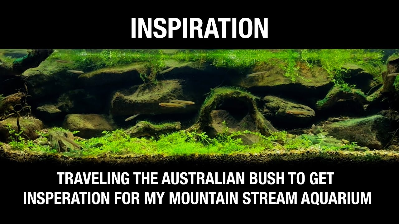 Come on a Journey with me to get Inspiration for my Australian Mountain Stream Aquarium Biotope.