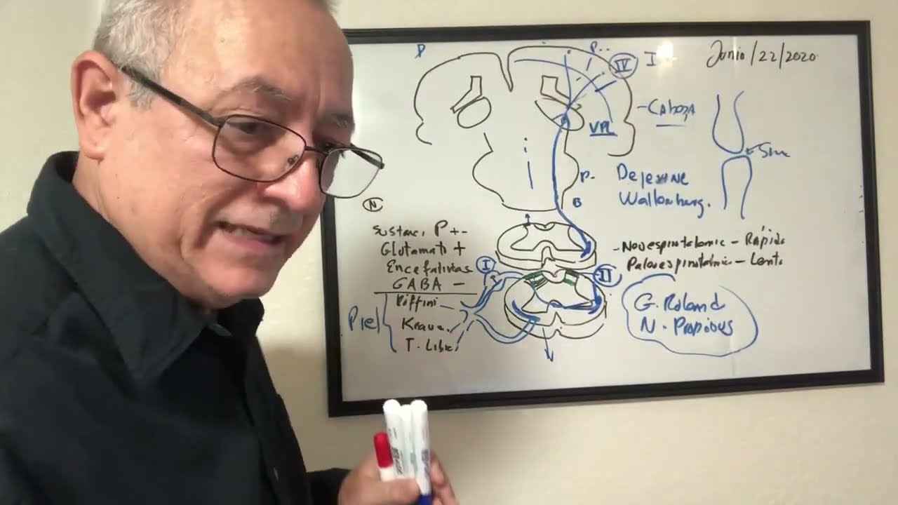 Neurofisiologia de la vía de  dolor y la temperatura  paso a paso